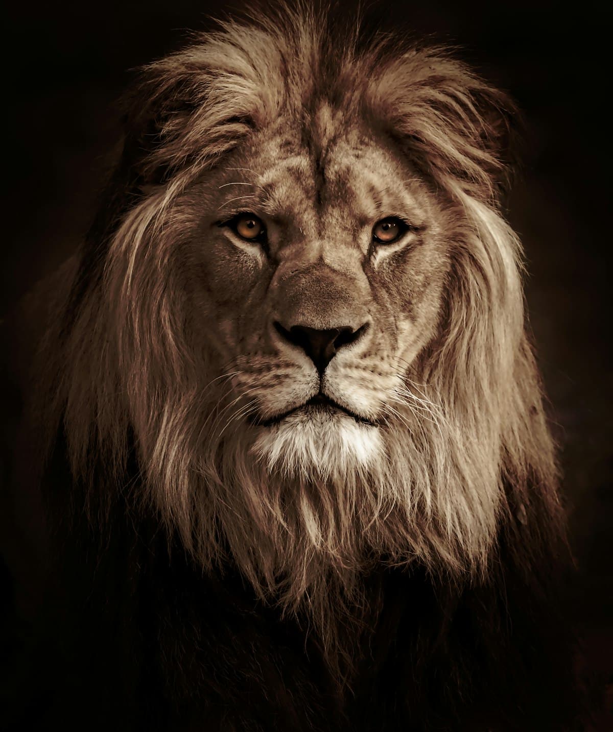 Featured image for Swahili Words in The Lion King and What They Mean