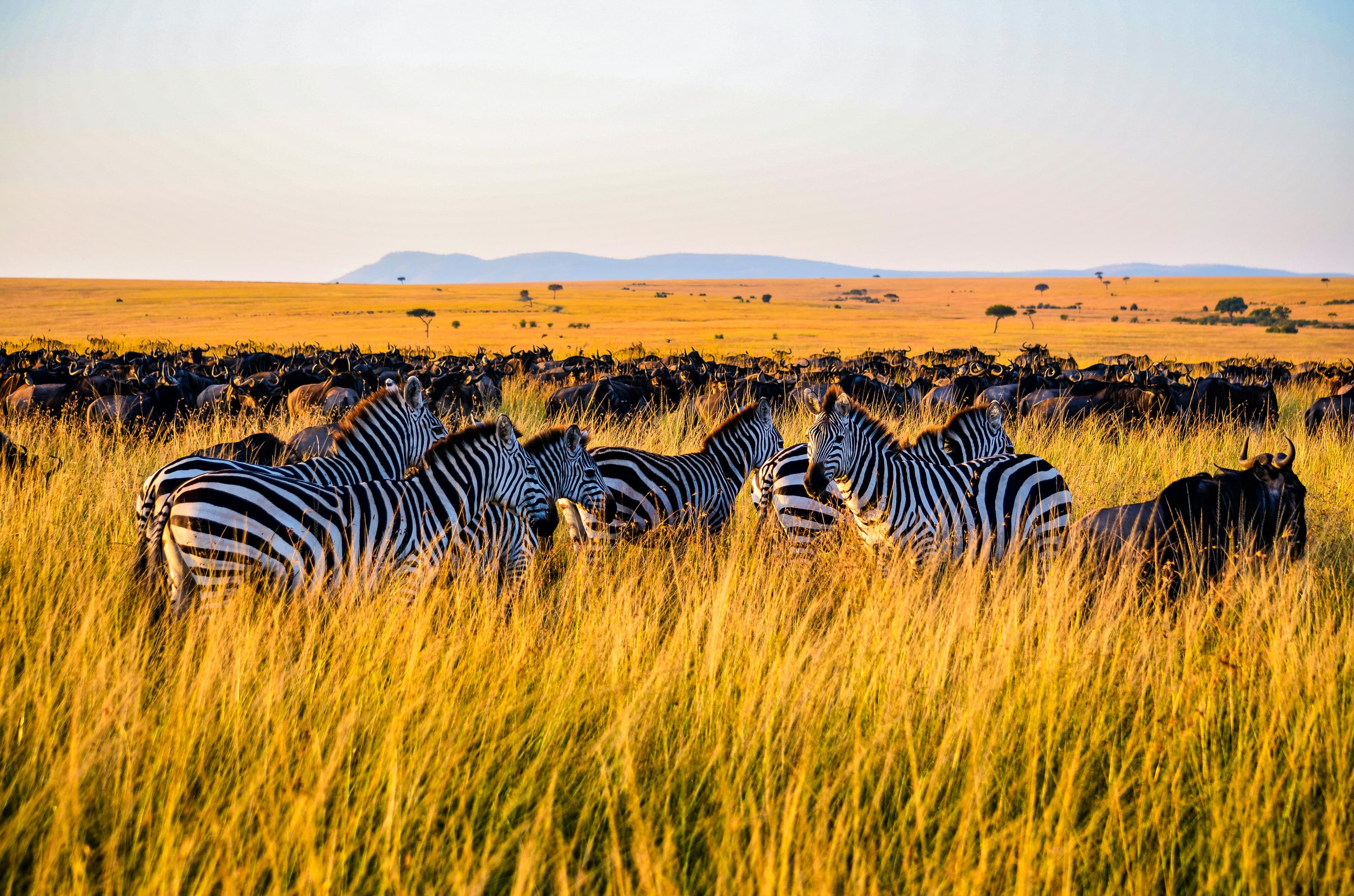 Featured image for Why Learn Swahili in 2026? 7 Reasons It's the Smartest Language to Pick